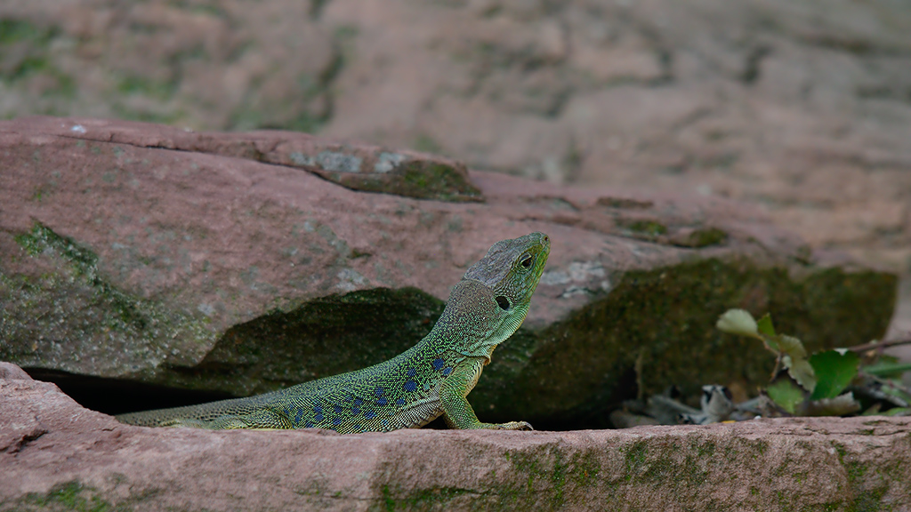 Perleidechse
Tiergarten Nürnberg