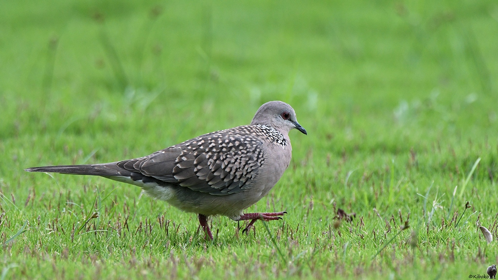 Perlhalstaube (spotted dove)

s529 bHabarana SpottedDove 4242