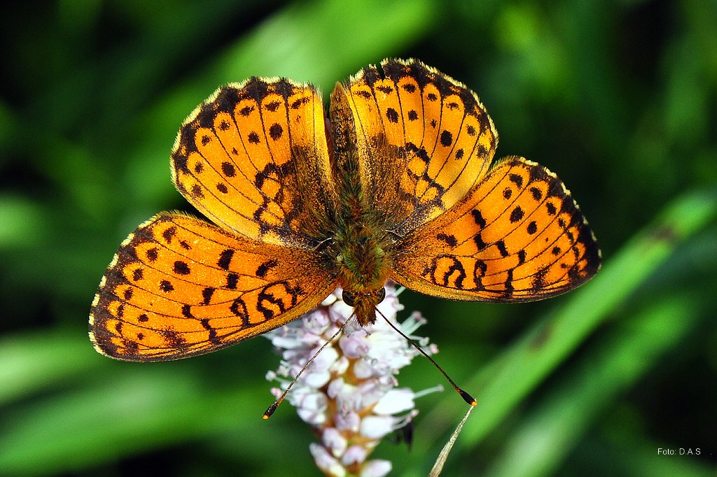 Perlmutterfalter (Argynnis aglaja)
Nr.100611_253