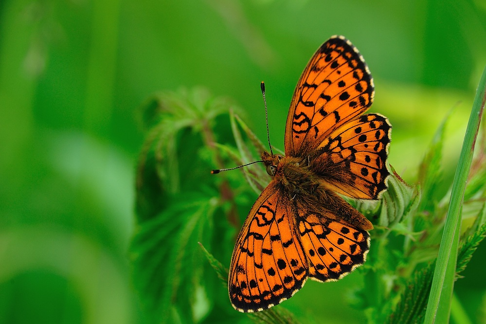 Permuttfalter Gattung Argynnis
