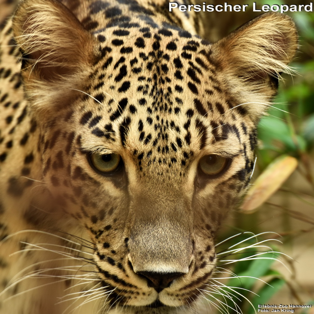 Persischer Leopard