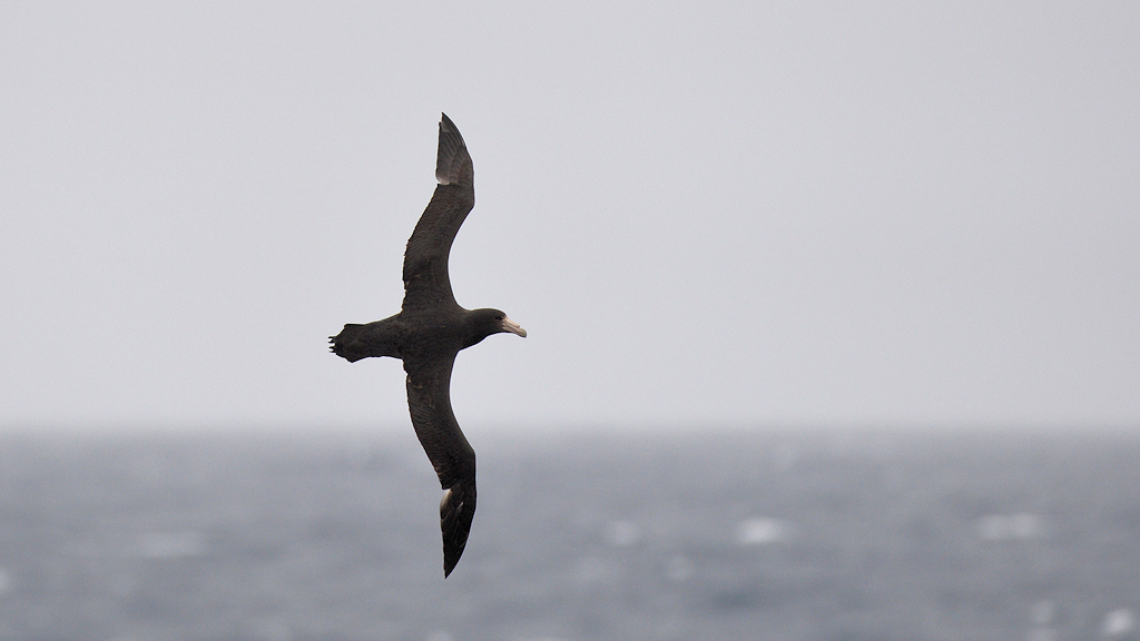 Petrel
Drake Passage
3692