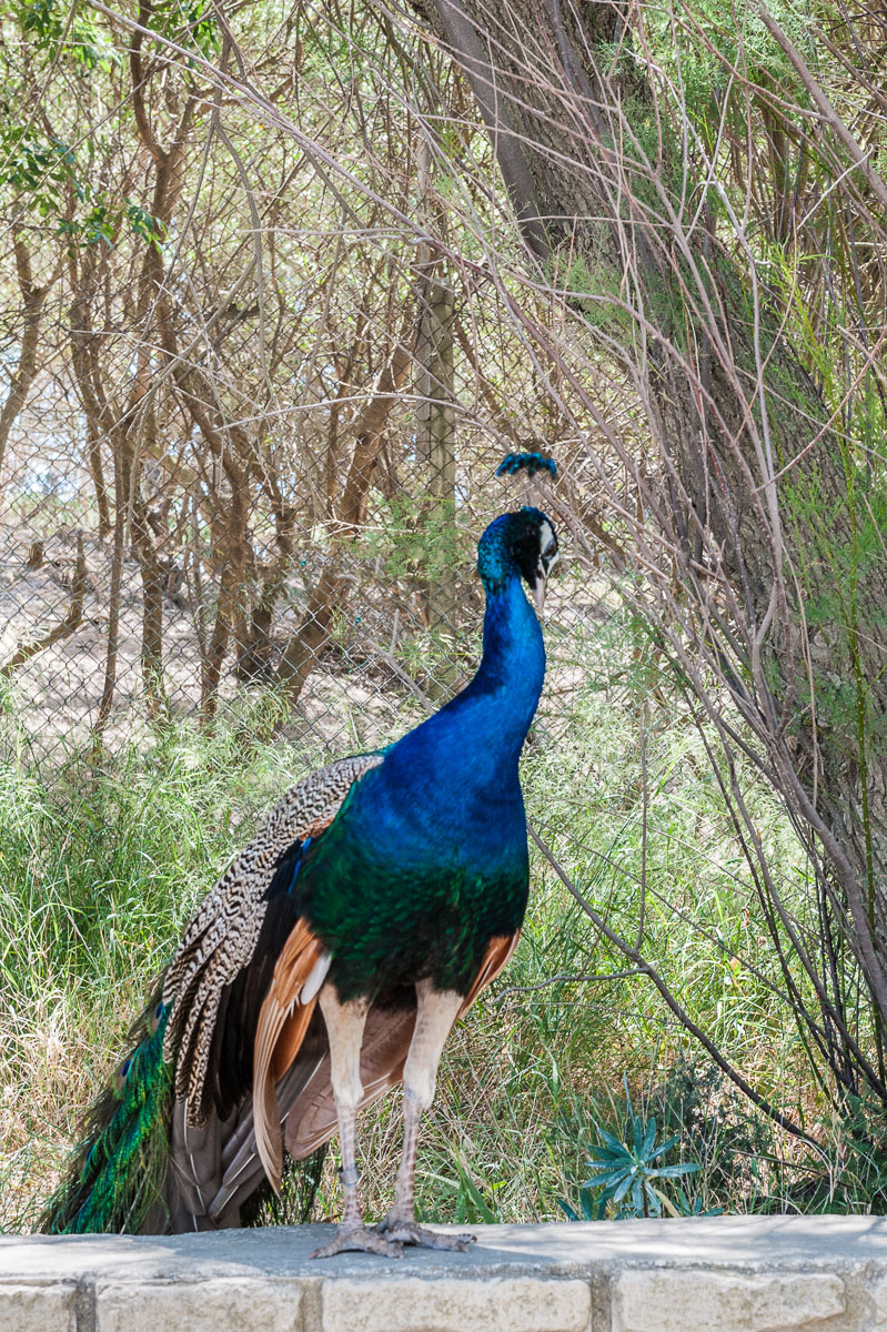 Pfau 2