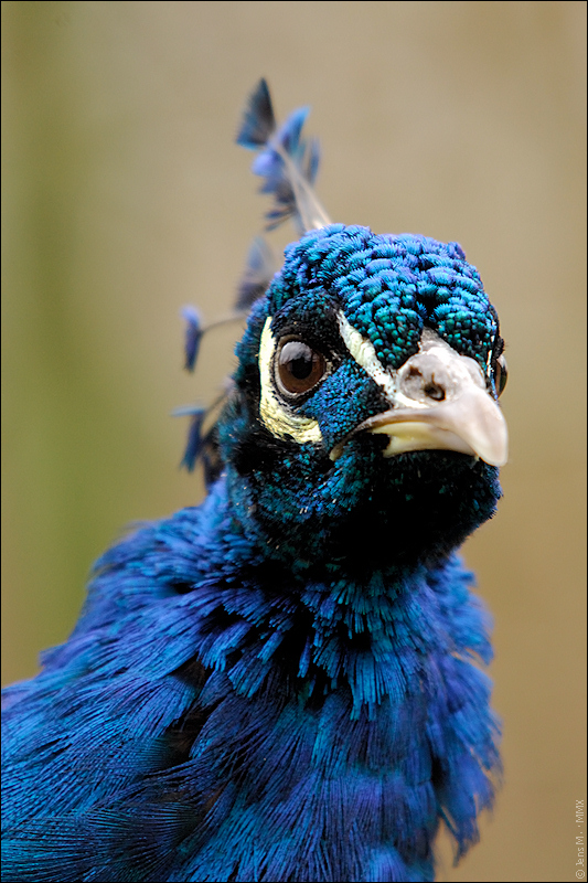 Pfau D2X 7144 1a