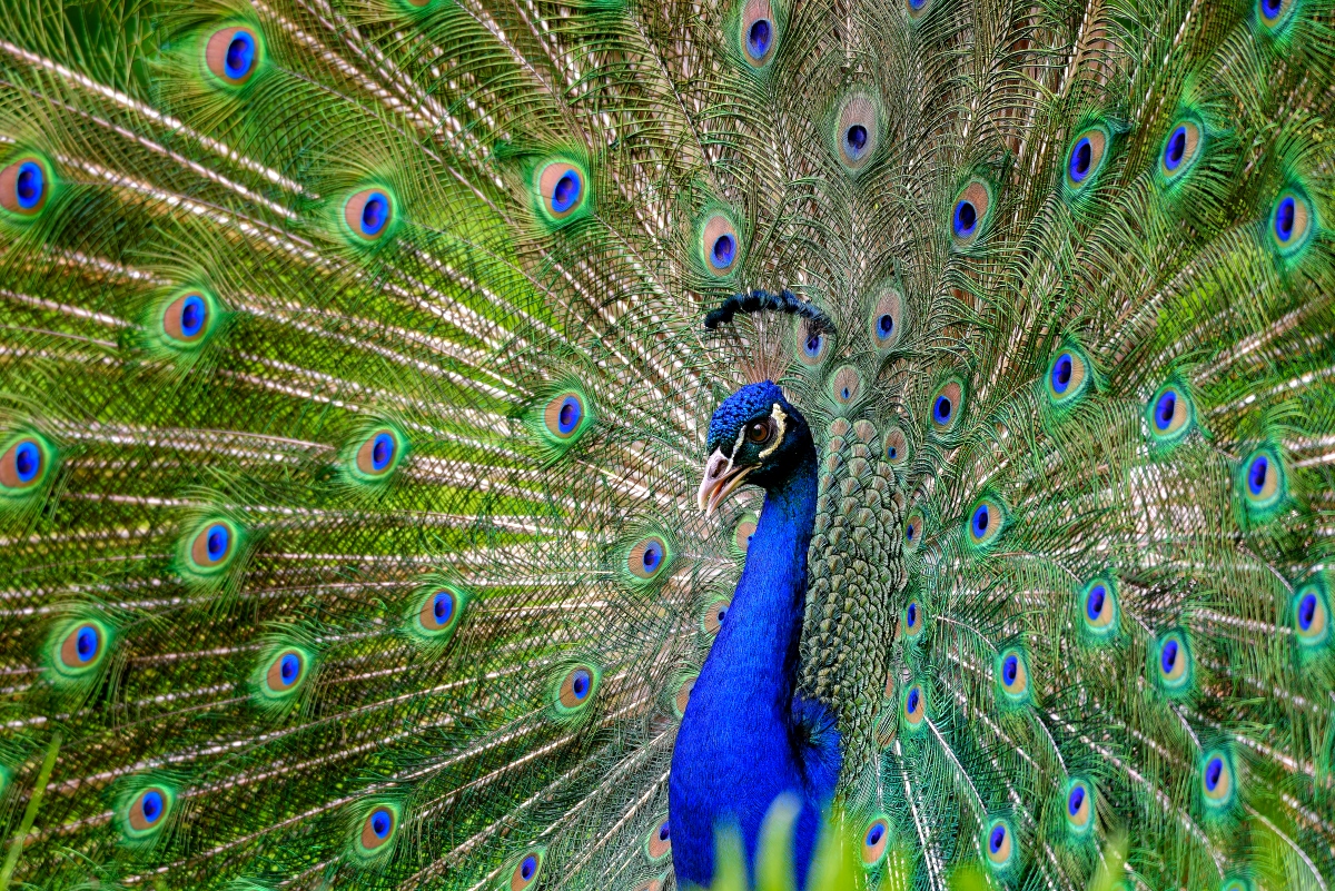 Pfau.jpg