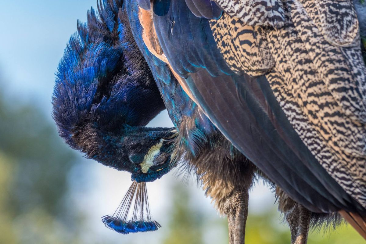 pfau putzend