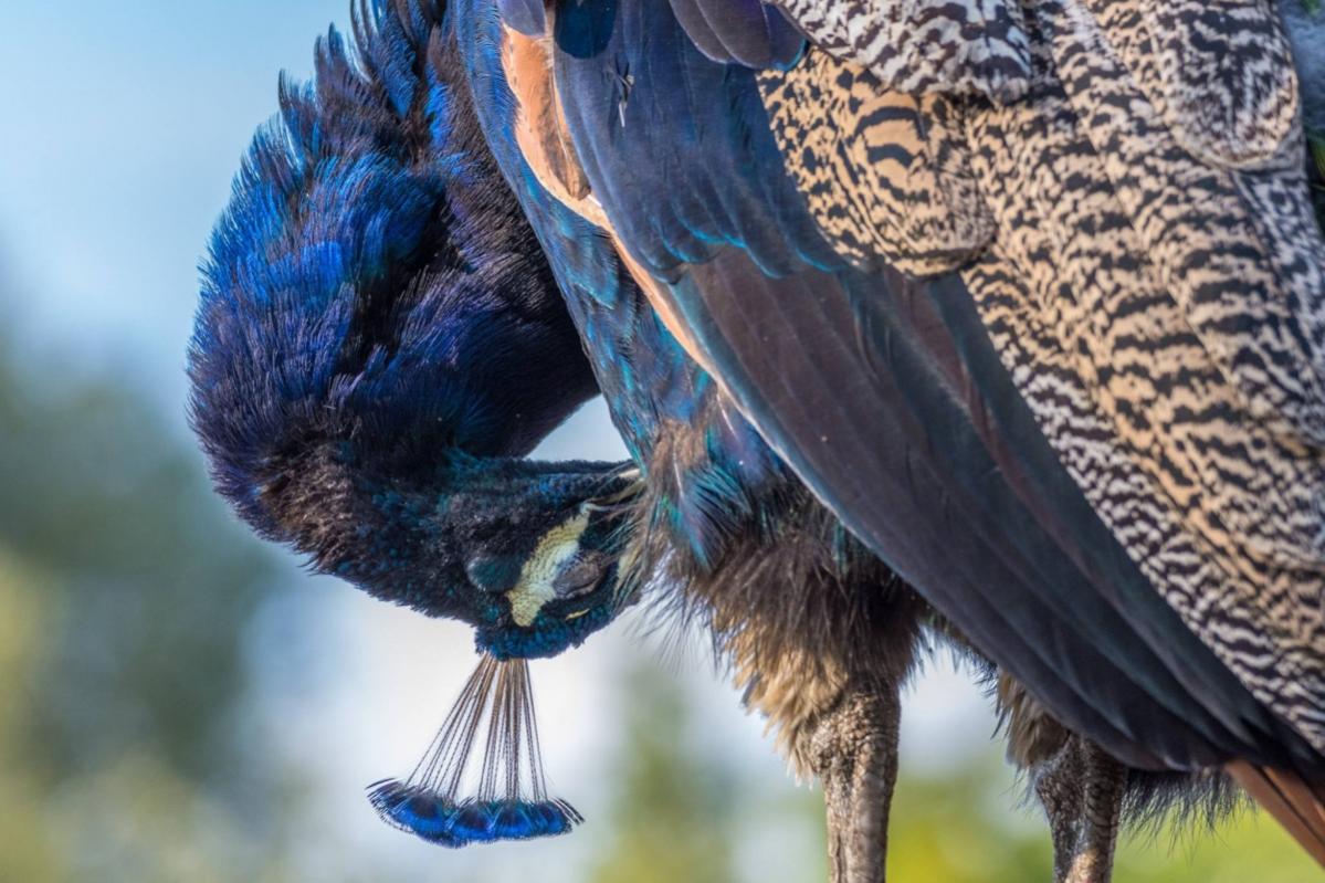 pfau putzend