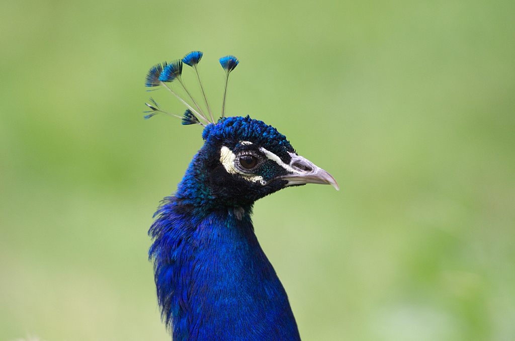 Pfau