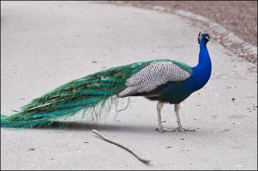 Pfau