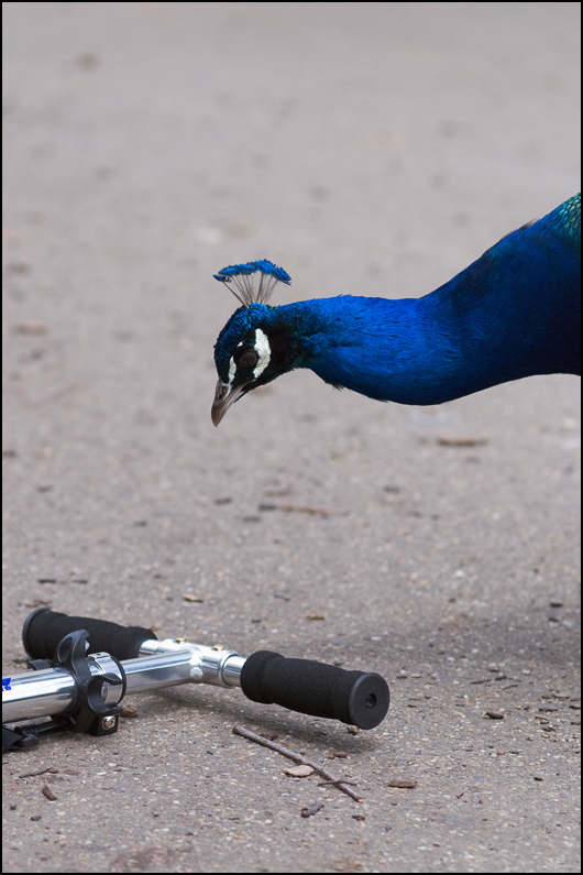Pfau