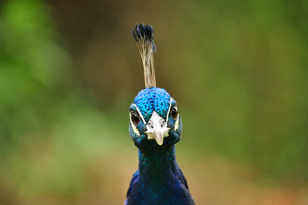Pfau