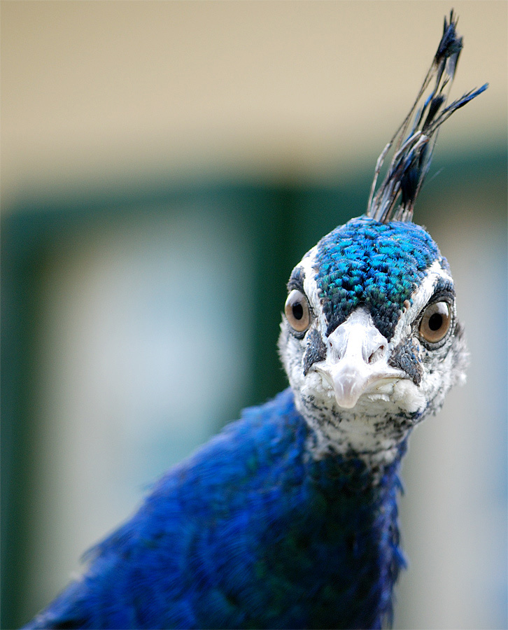 Pfau