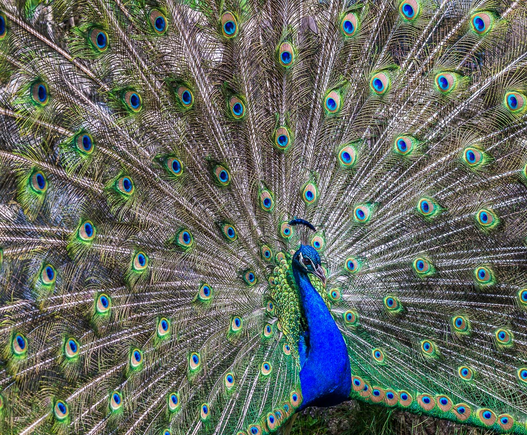 Pfau