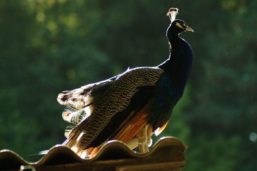 Pfau
