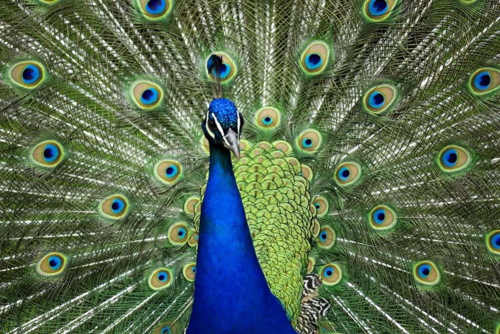 Pfau