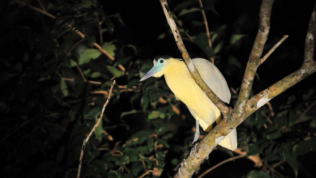 Pfeifreiher (Whistling Heron)
Iwokrama Rainforest
0744