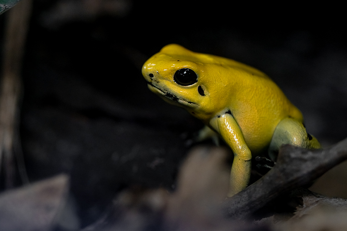 Pfeilgiftfrosch P3090053