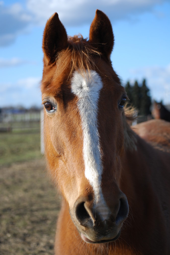 Pferd 1