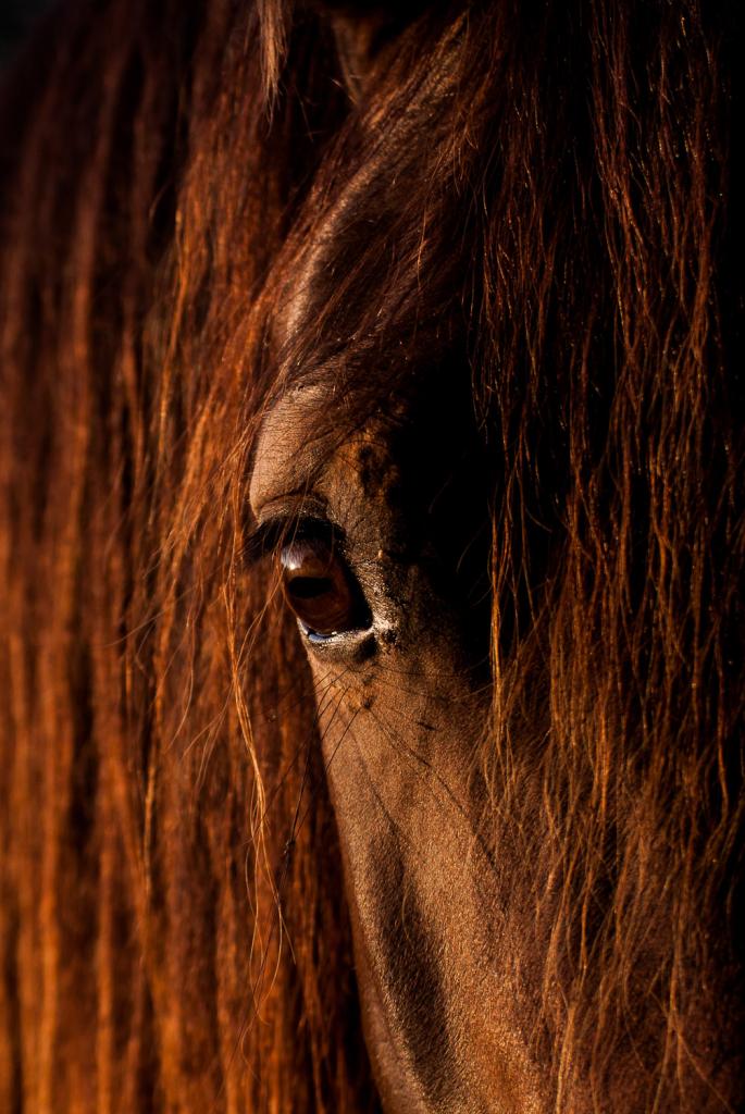 pferd 2