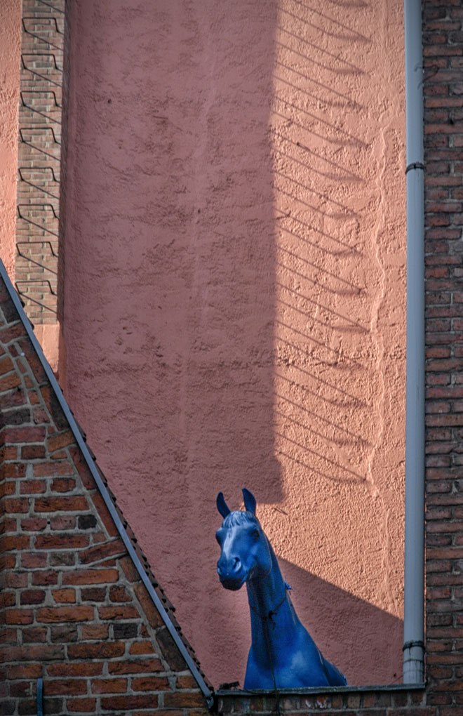 pferd.jpg