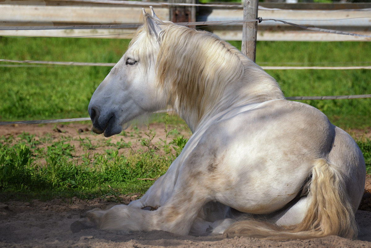 pferd liegend 1200