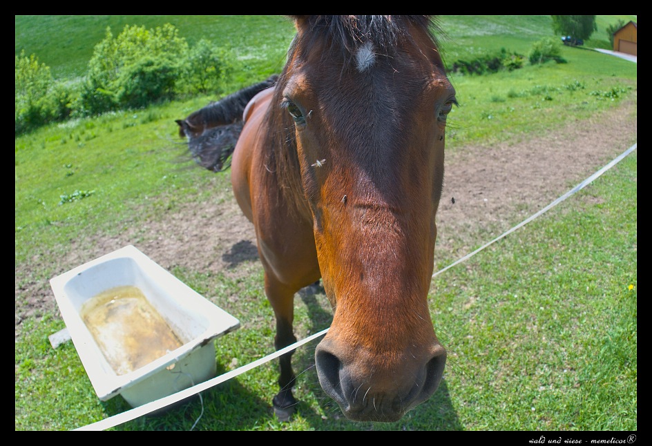 Pferd mit Badewanne (und Fliegen)
s DSC 0036 lzn