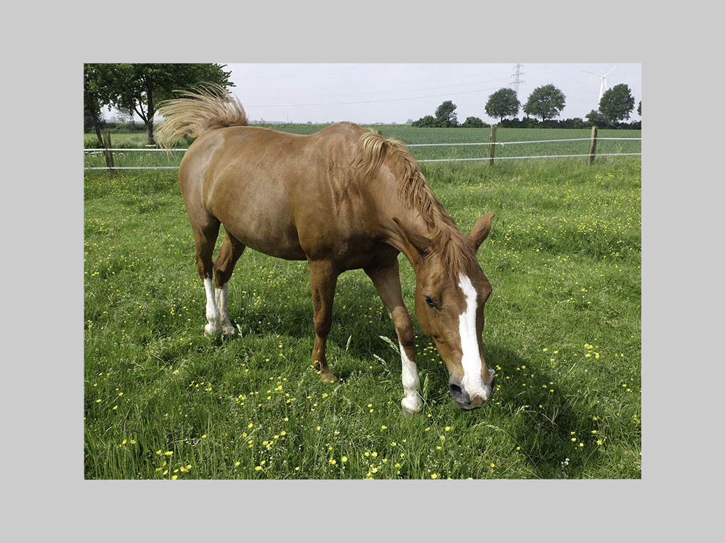 Pferd mit Michaels Vorgaben