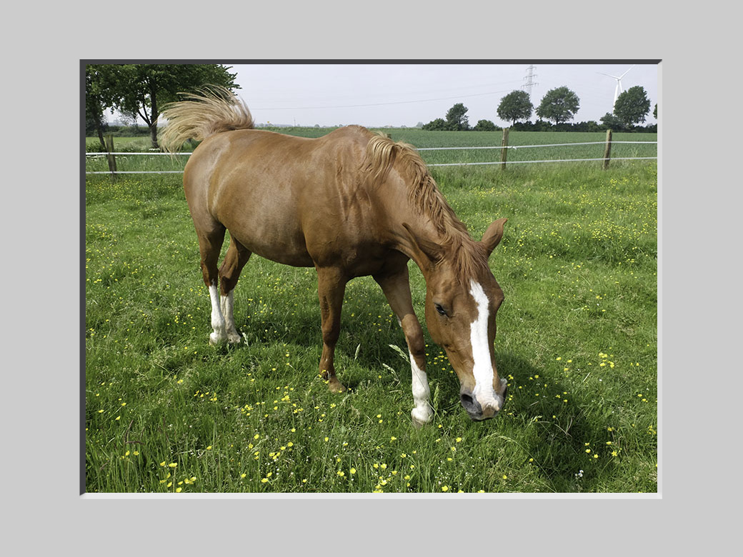 Pferd mit Passepartout