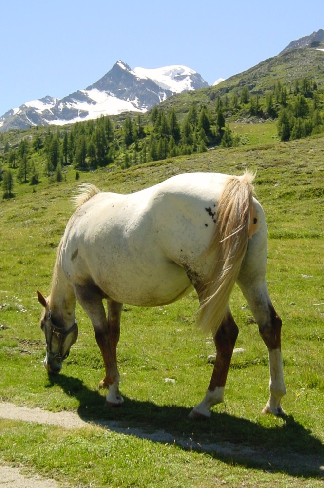 Pferd