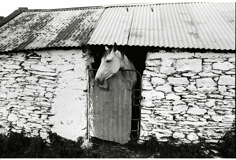 Pferd