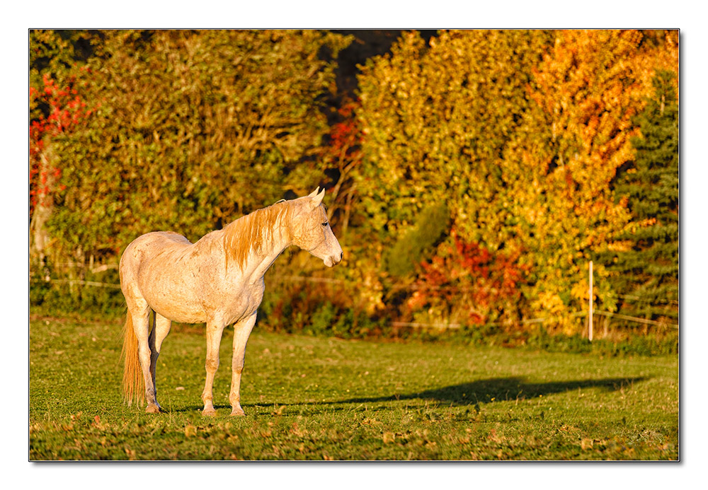 Pferd2