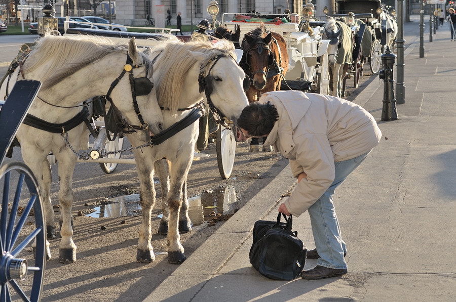 Pferd2DSC 2802