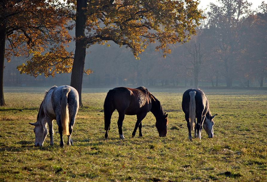 Pferde im Grünfelder Park -