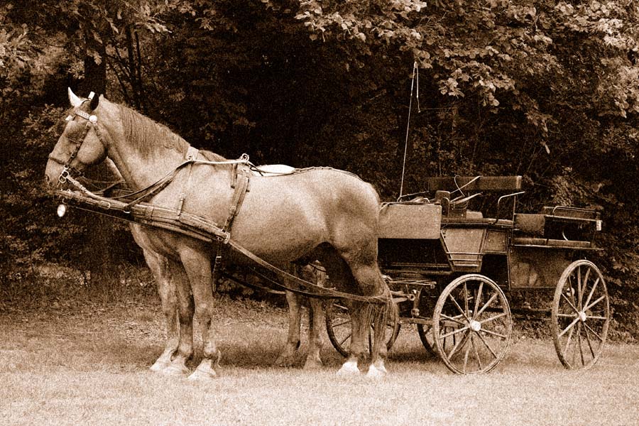 Pferde sepia