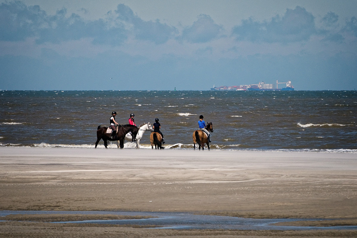 Pferde Wangerooge