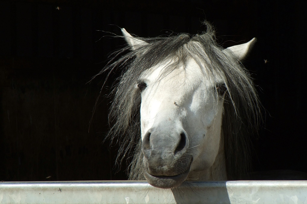 pferdeportrait