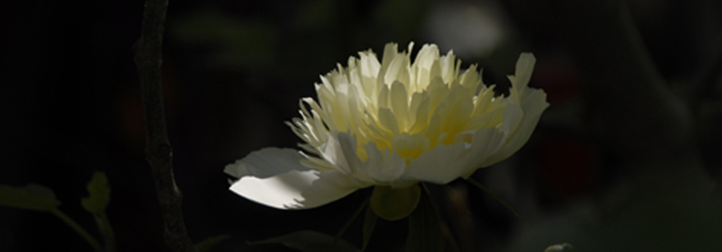 pfingsrose