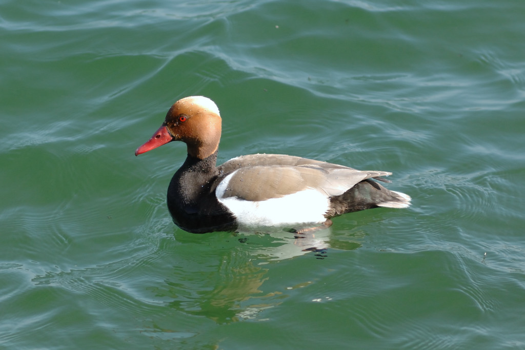 Pfingsten 2010 07