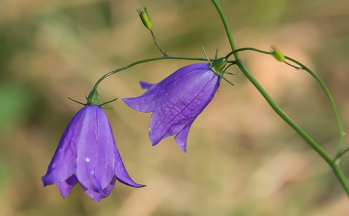 Pfirsichblättrige Glockenblume.jpg