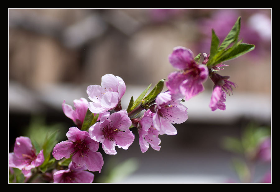 Pfirsichblüten