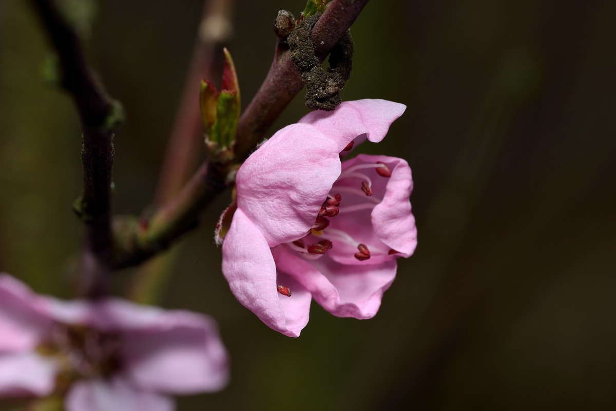 Pfirsischblüte