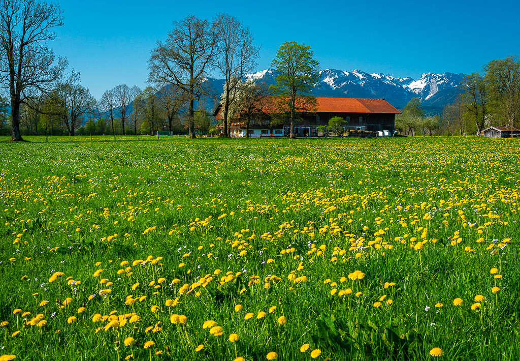 Pfisterhof Blumenwiese