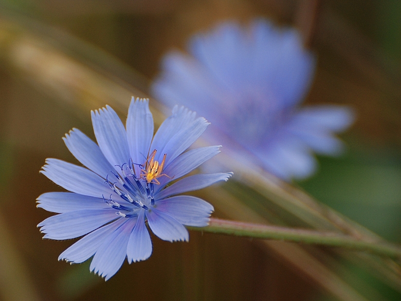 Pflanzen und Tiere (14) 03x