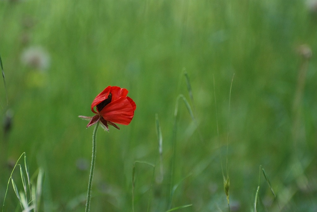 Pflanzen und Tiere (52) 01x
