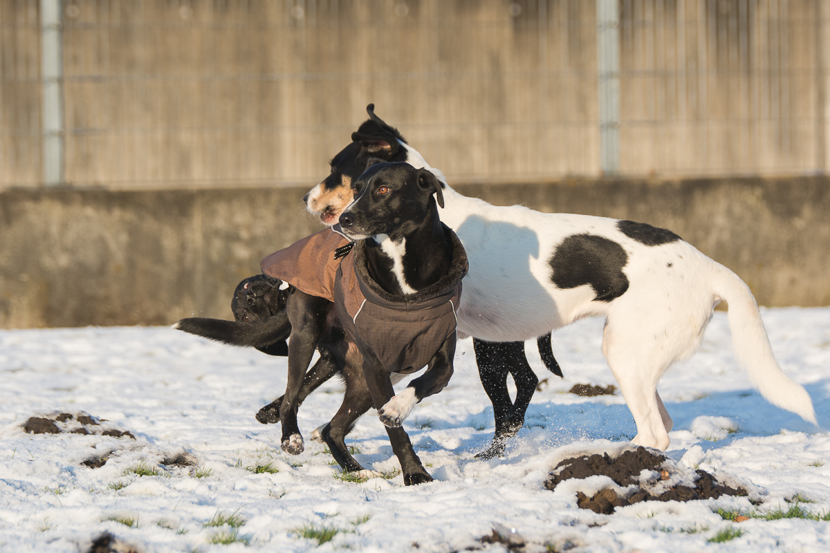 Pflegies: Monty, Amélie und Nela