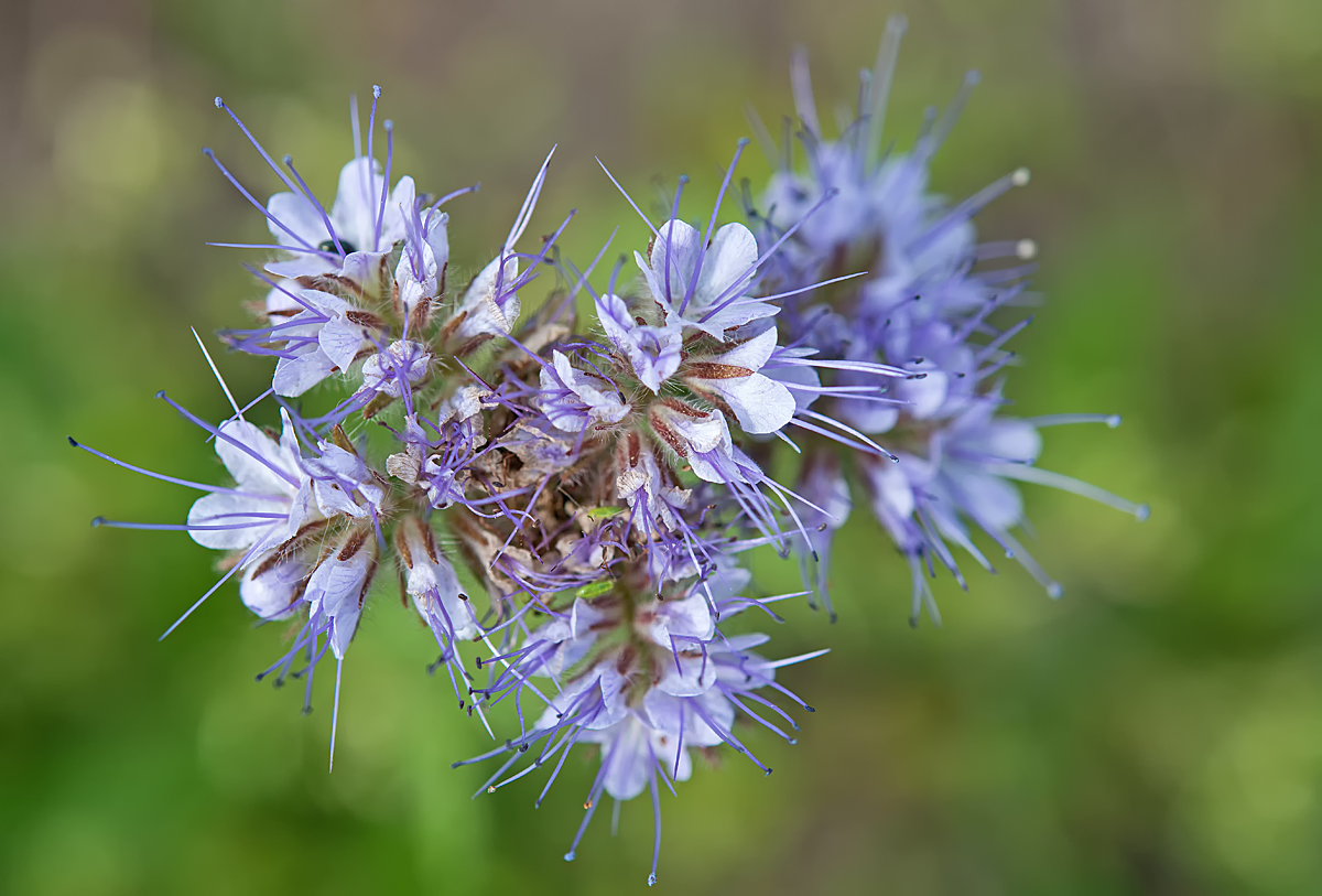 Phacelia.jpg