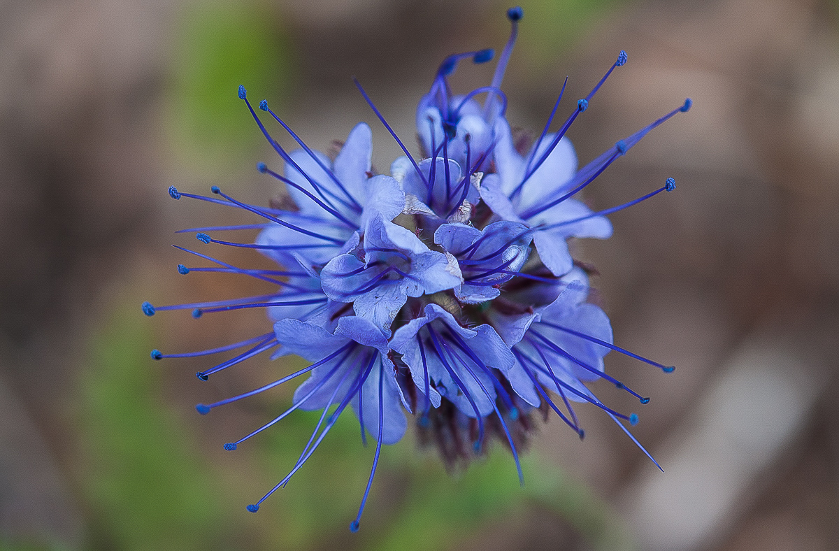 Phacelia.jpg