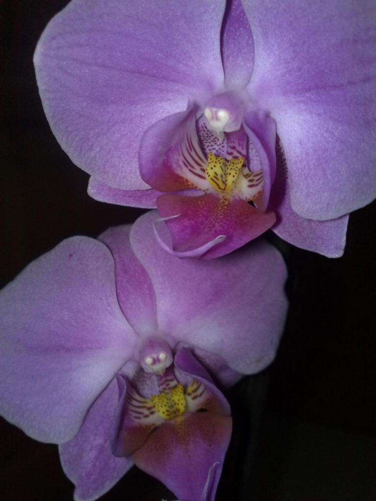 Phalaenopsis 3