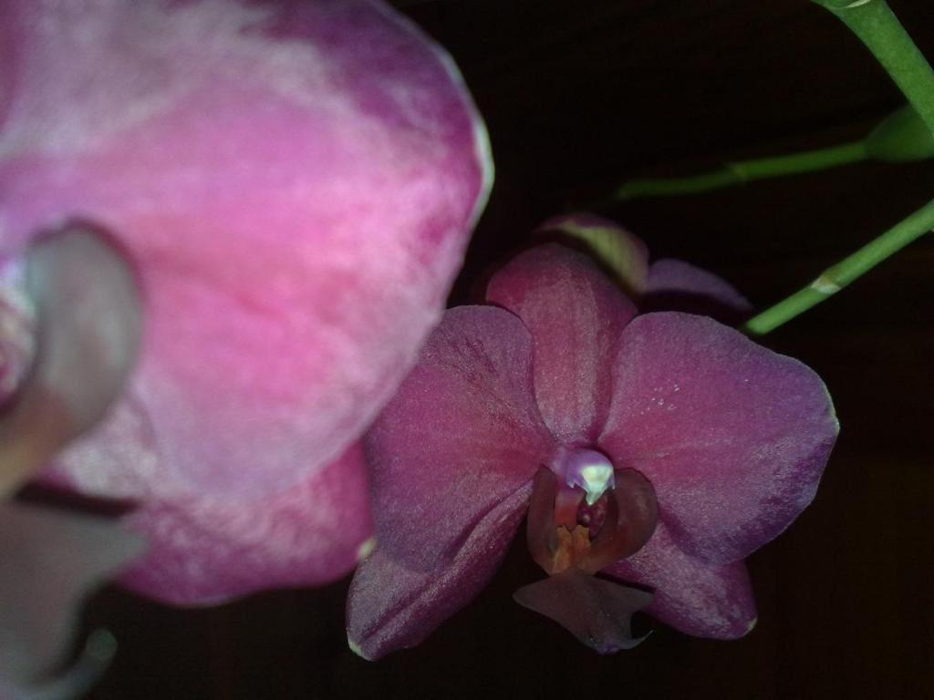 Phalaenopsis1