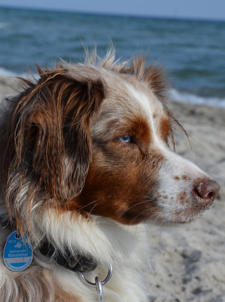 Phoebe unser Miniature Australian Shepherd